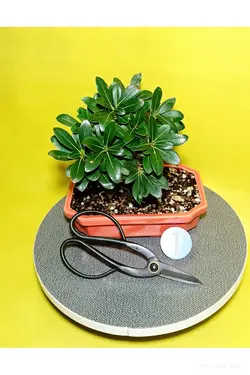 بونسای میخک هندی(پیتسپروم)_کد ۱