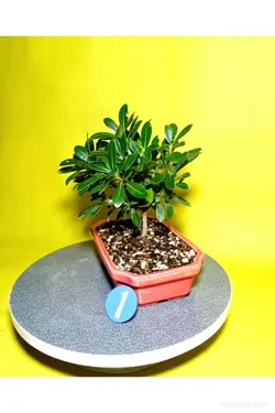 بونسای میخک هندی(پیتسپروم)_کد ۱