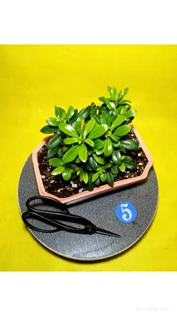 درختچه میخک هندی(ژاپنی)_کد 5