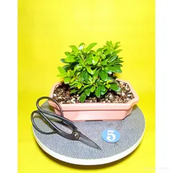 درختچه میخک هندی(ژاپنی)_کد 5