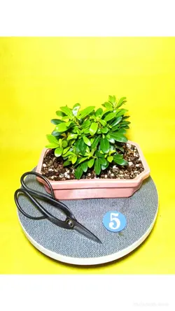 درختچه میخک هندی(ژاپنی)_کد 5