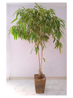 گیاه فیکوس آمستل_کد ۲