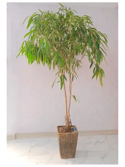 گیاه فیکوس آمستل_کد ۲