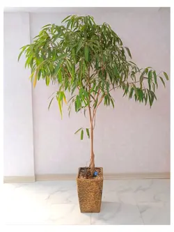 گیاه فیکوس آمستل_کد ۲