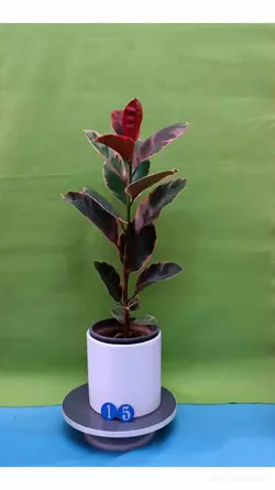 گیاه فیکوس شرابی-کد 15