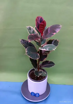 گیاه فیکوس شرابی-کد 15