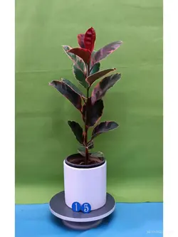 گیاه فیکوس شرابی-کد 15