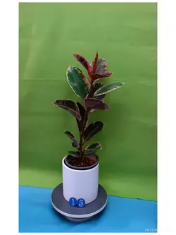 گیاه فیکوس شرابی-کد 15