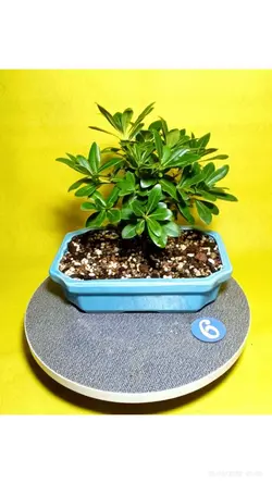 گیاه میخک_کد ۶