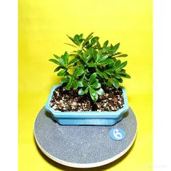 گیاه میخک_کد ۶