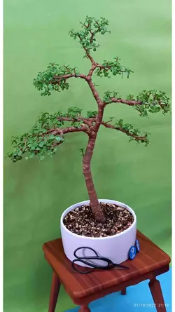 بنسای جید مینیاتوری(کراسولا خرفه ای) _کد 26