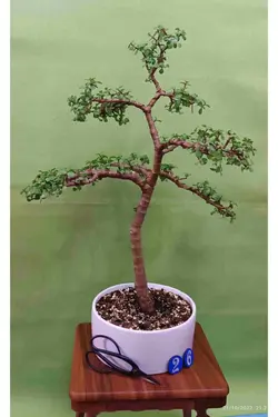 بنسای جید مینیاتوری(کراسولا خرفه ای) _کد 26