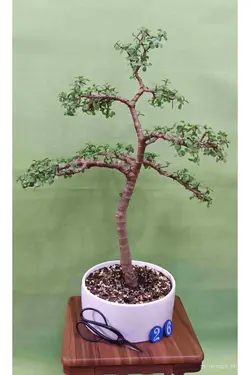 بنسای جید مینیاتوری(کراسولا خرفه ای) _کد 26