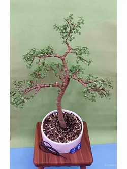 بنسای جید مینیاتوری(کراسولا خرفه ای) _کد 26