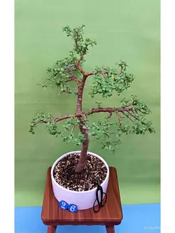 بنسای جید مینیاتوری(کراسولا خرفه ای) _کد 26