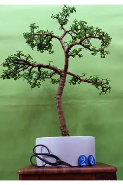 بنسای جید مینیاتوری(کراسولا خرفه ای) _کد 26