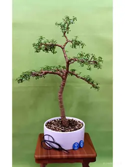 بنسای جید مینیاتوری(کراسولا خرفه ای) _کد 26