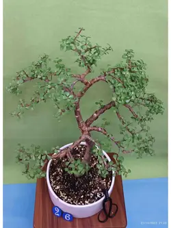 بنسای جید مینیاتوری(کراسولا خرفه ای) _کد 26