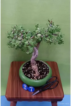 بنسای کراسولا خرفه_کد ۲۷