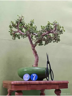 بنسای کراسولا خرفه_کد ۲۷