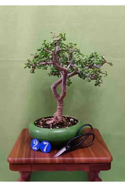 بنسای کراسولا خرفه_کد ۲۷