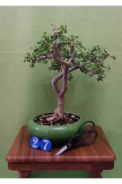 بنسای کراسولا خرفه_کد ۲۷