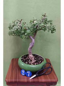 بنسای کراسولا خرفه_کد ۲۷