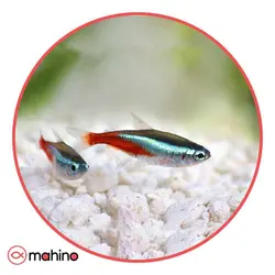 پک ماهی تترا نئون آبی 10 عددی