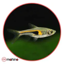 پک ماهی رازبورا هنکل 10 عددی