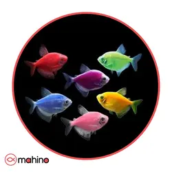 پک ماهی کالرویدو رنگی 100 عددی