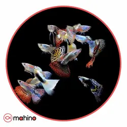 پک ماهی گوپی میکس 10 عددی