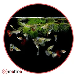 پک ماهی گوپی میکس 10 عددی