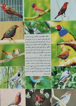 کتاب اصول پرورش و نگهداری فنچ