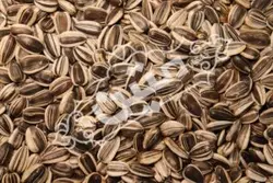 تخمه آفتابگردان دورسفید خام