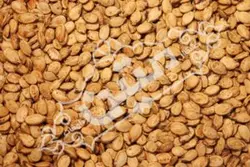 تخمه محبوبی گلپر