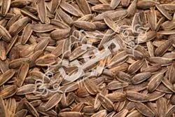 تخمه آفتابگردان دورسفید شور