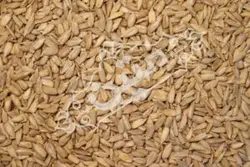 مغز تخمه آفتابگردان