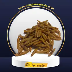 لارو خشک مگس سرباز 1 کیلوگرمی