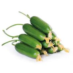 خیار بوته ای (بومی)