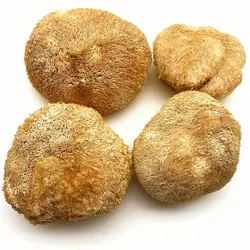 قارچ یال شیر (هریسیوم)