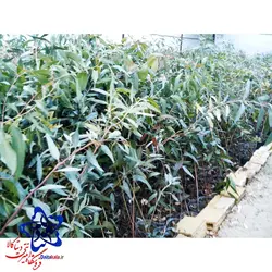نهال اکالیپتوس