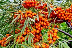 نهال سنجد نایلکس