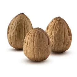نهال گردو تخم مرغیEgg walnut