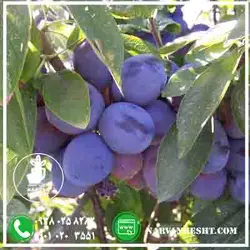 نهال آلو خرمایی