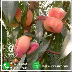 نهال هلو انجیری پلنگی