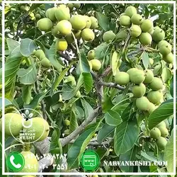 نهال گردو تخم مرغی