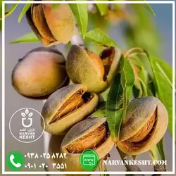 نهال بادام خوشه ای