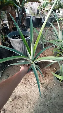 نهال آناناس