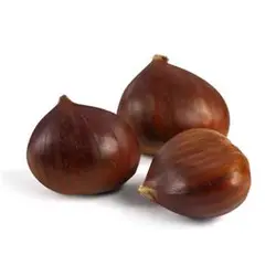 نهال شاه بلوط