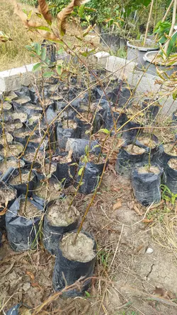 نهال شاه بلوط